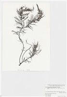 藏品(秋季馬尾藻)的圖片